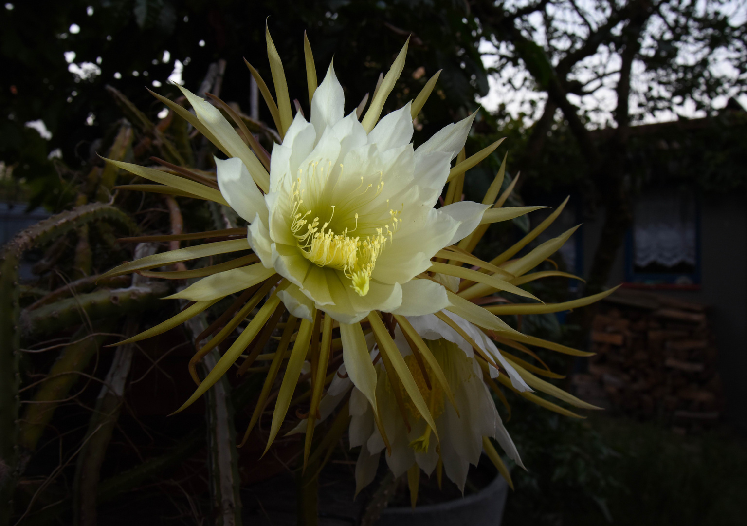 Selenicereus grandiflorus 2015