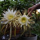 Selenicereus grandiflorus 2015 Bild2