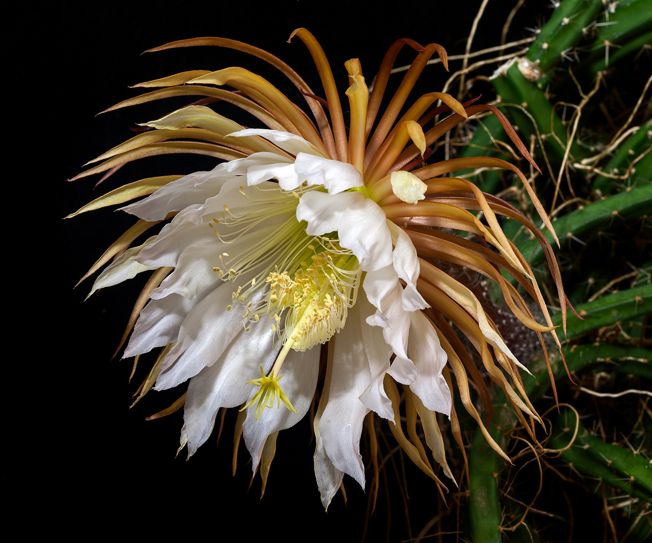 Selenicereus grandiflorus