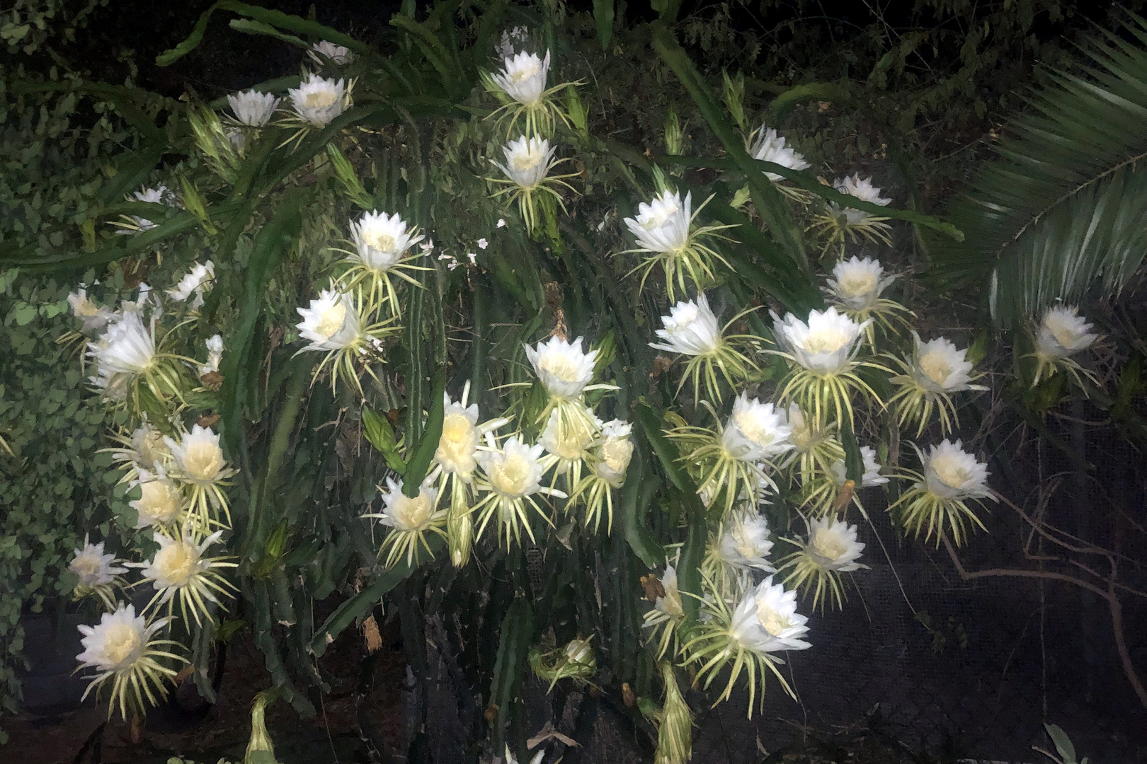 Selenicereus grandiflorus