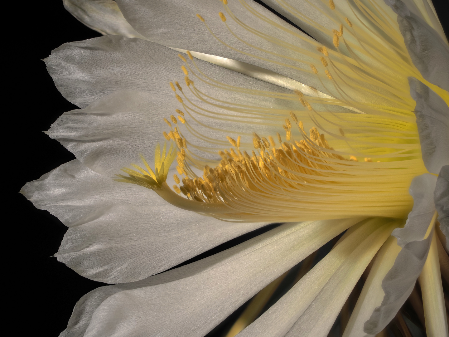 Selenicereus grandiflorus - Detail