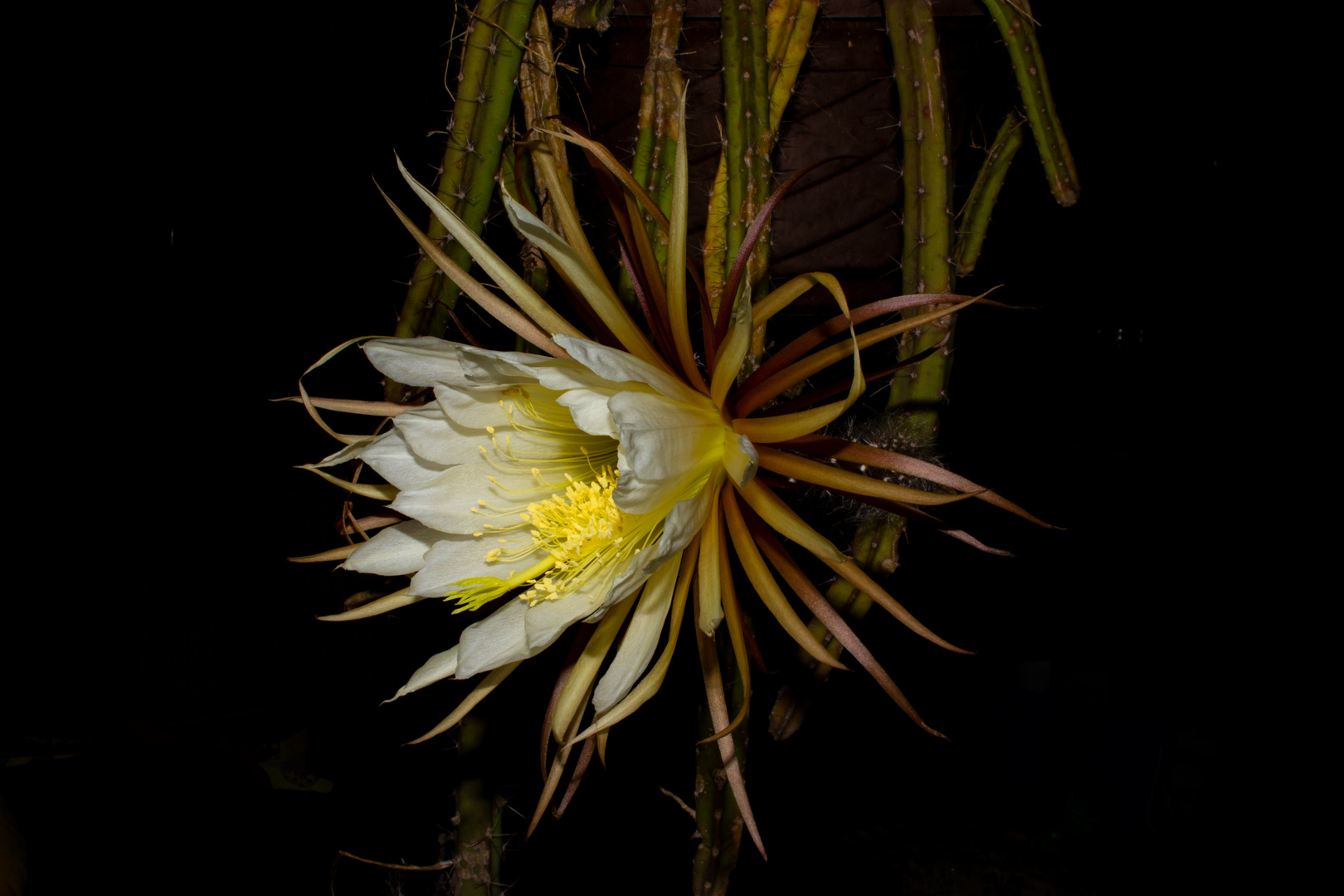 Selenicereus grandiflorus