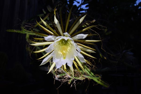 Selenicereus grandiflorus