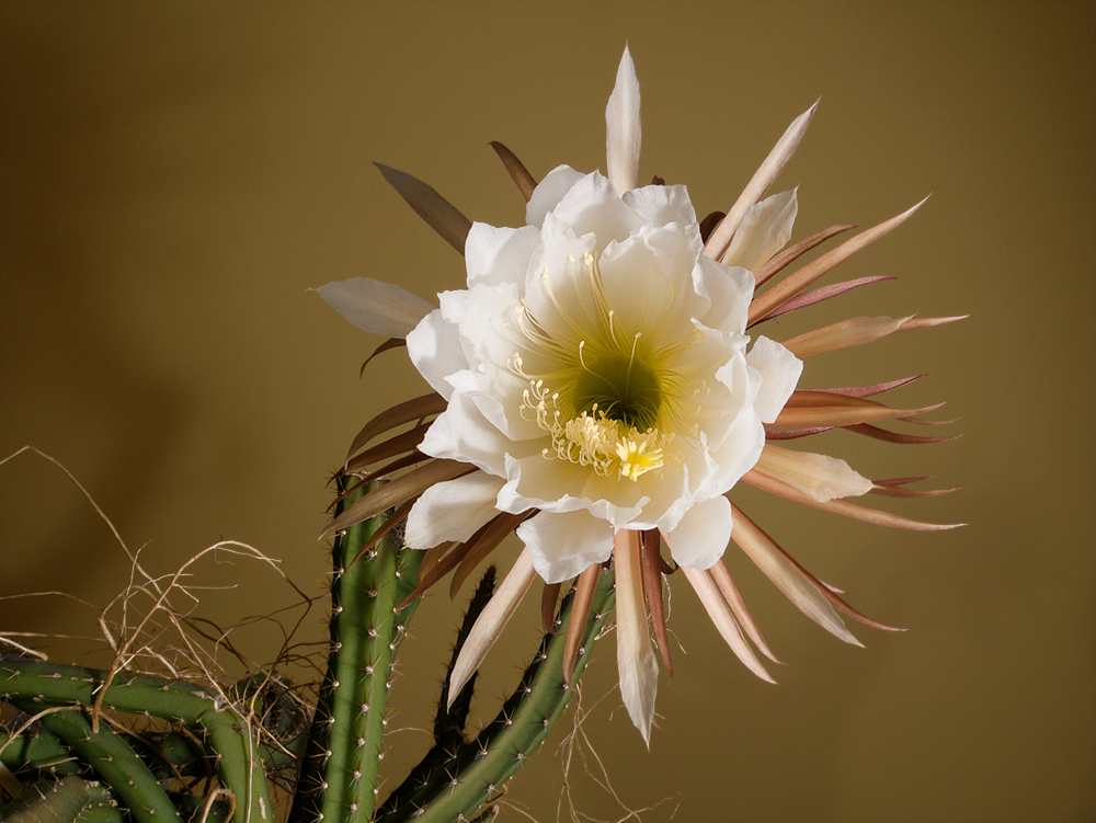 Selenicereus pteranthus