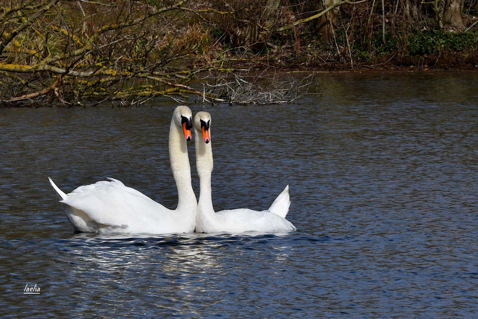 selfie du couple de cygne que je connait depuis 5ans