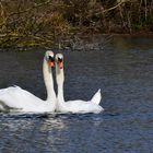 selfie du couple de cygne que je connait depuis 5ans