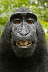 Selfie d'un singe macaque qui donne lieu à une décision de la justice américaine