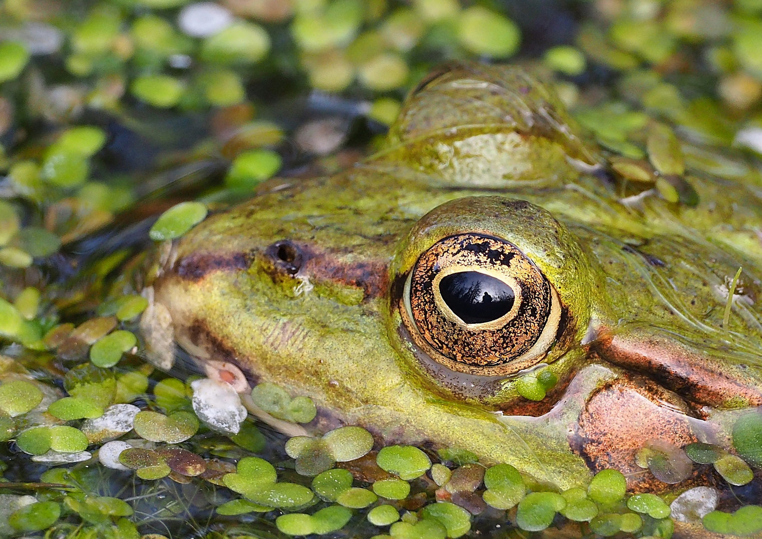 Selfie im Froschauge