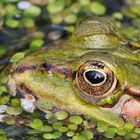 Selfie im Froschauge