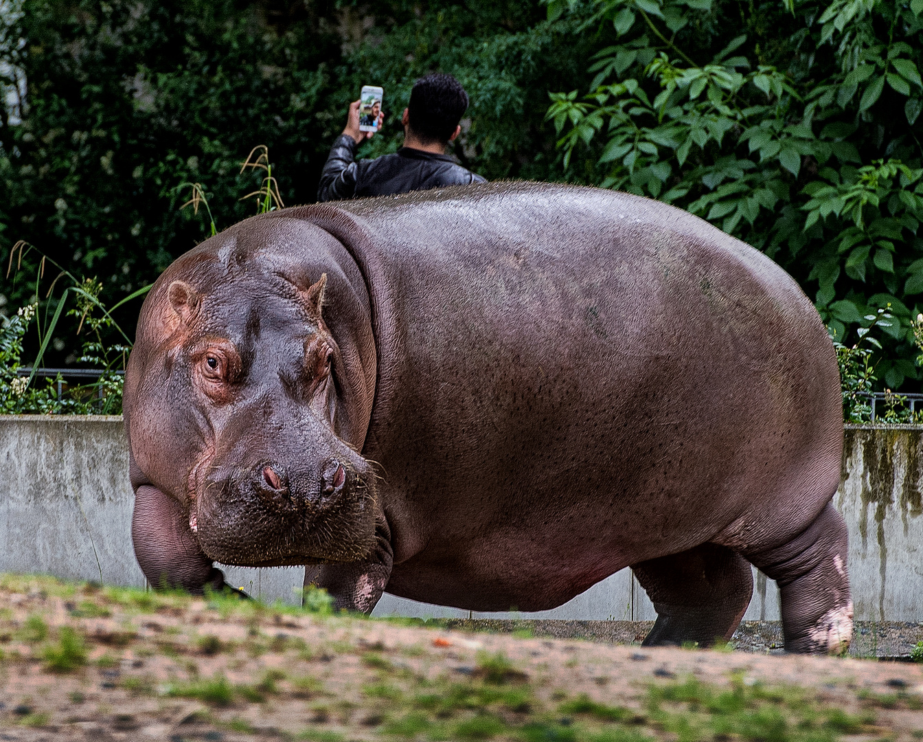 Selfie mit Hippo