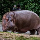 Selfie mit Hippo