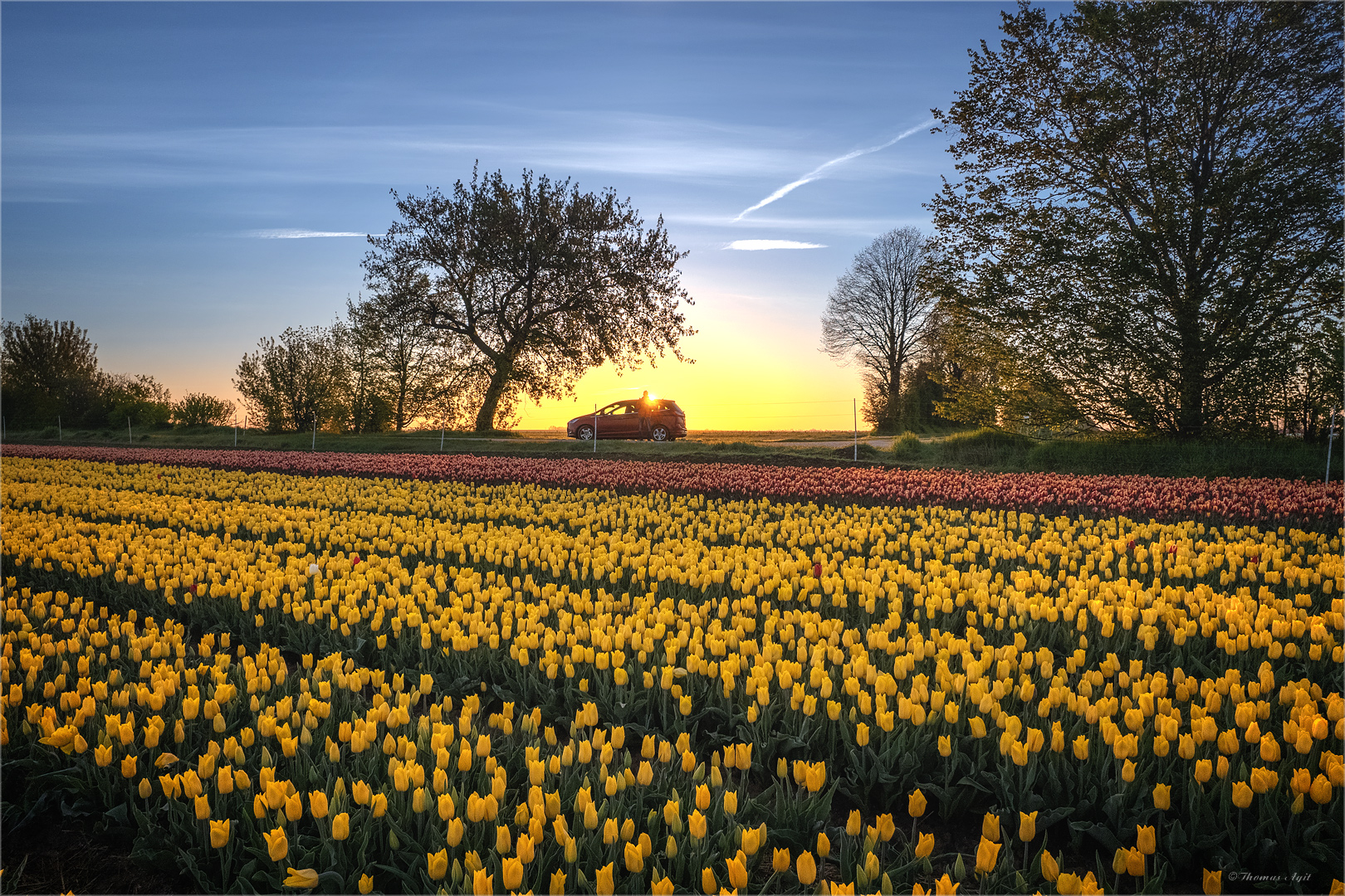 Selfie mit Tulpen...