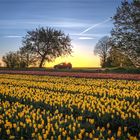 Selfie mit Tulpen...