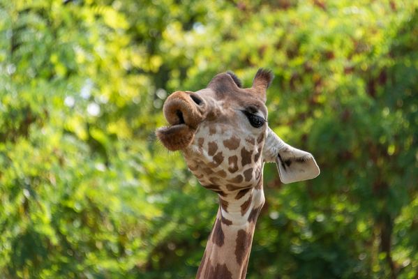 Selfie-Queen der Savanne