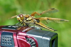 Selfies sind "in"........