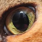 selfportrait in cat's eye