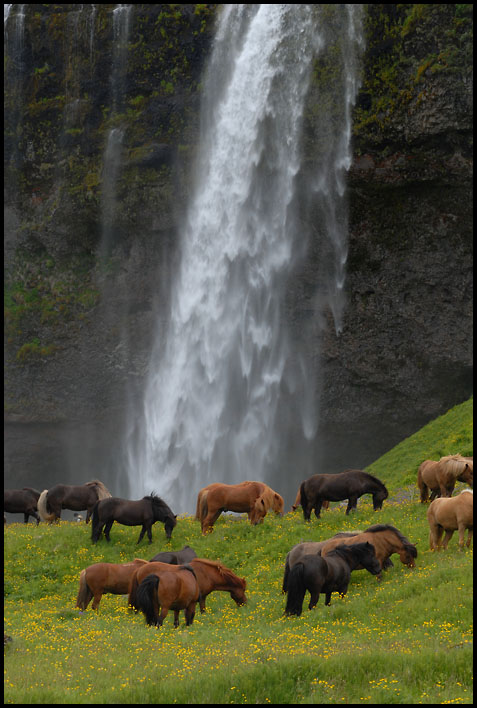 seljalandsfoss