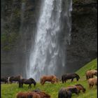 seljalandsfoss