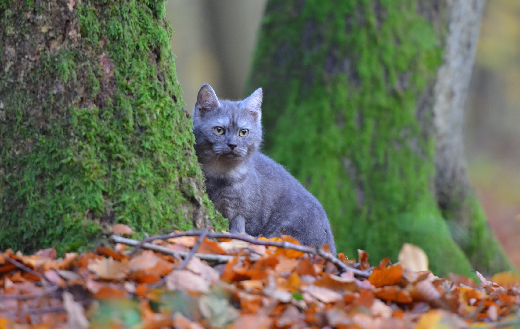 Selkirk Rex, 6 Monate alt