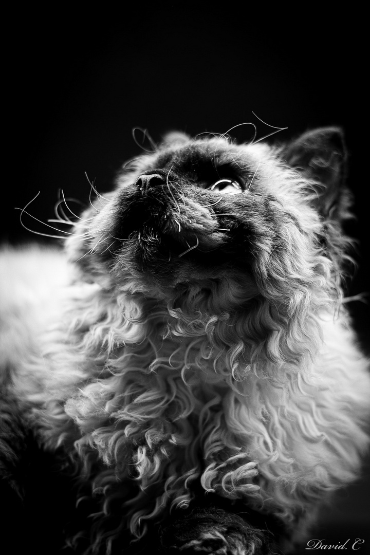 Selkirk rex 