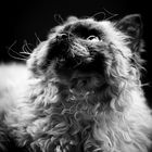 Selkirk rex 