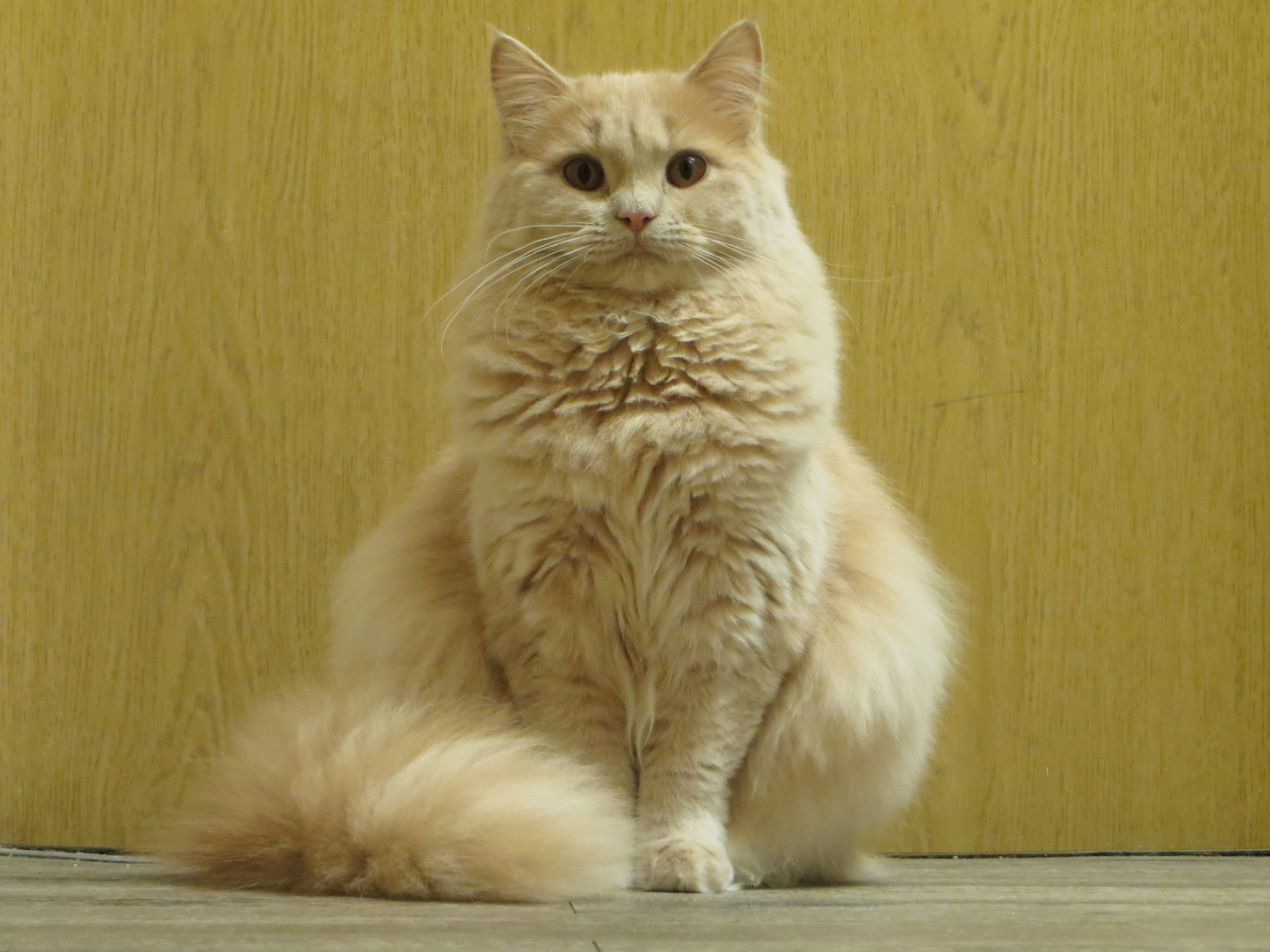 Selkirk Rex longhair