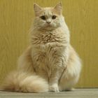 Selkirk Rex longhair