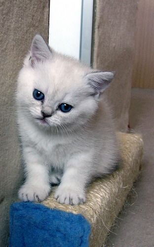 Selkirk Rex Mädchen