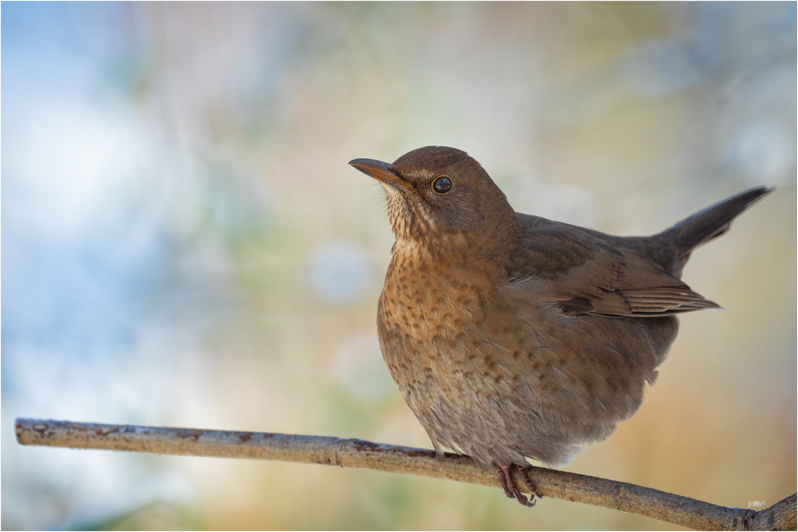 Selma Foto & Bild tiere, wildlife, wild lebende vögel Bilder auf