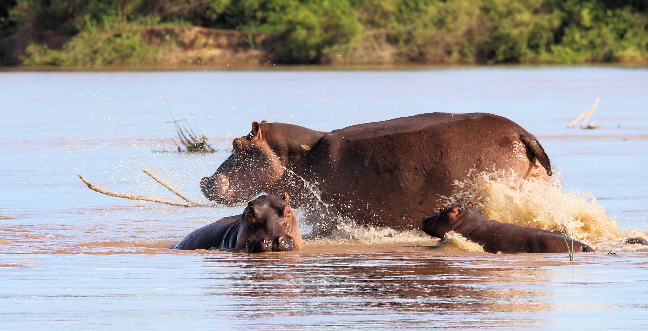 Selous