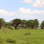 Selous Game Reserve