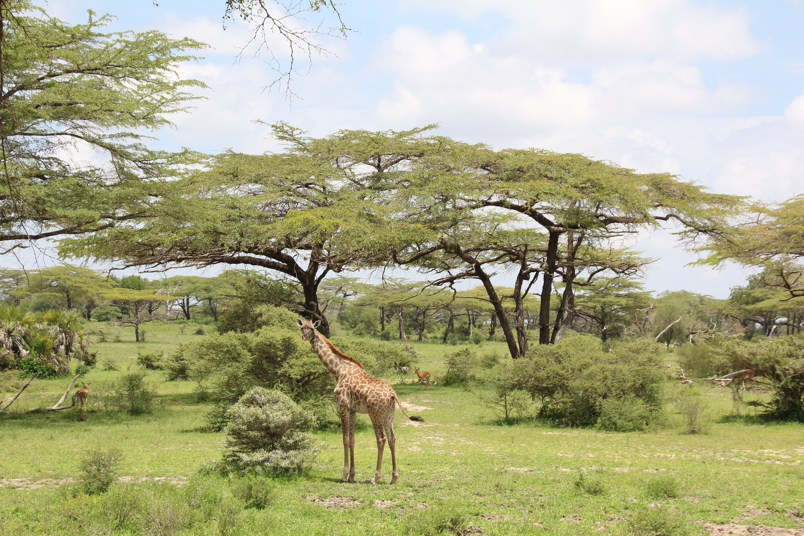 Selous Game Reserve