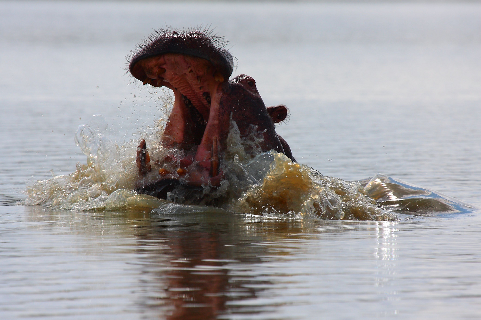 Selous game reserve, Tanzania II