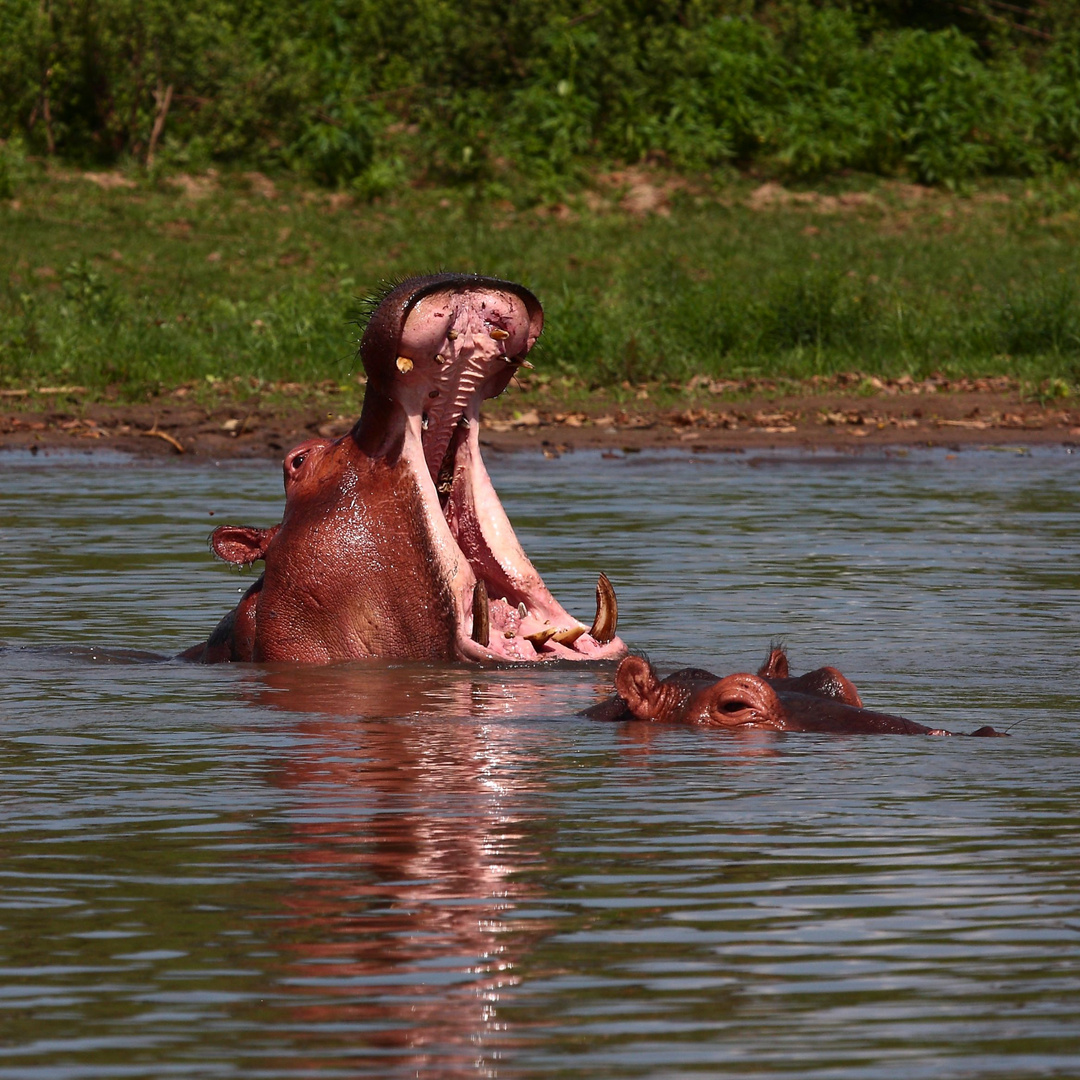 Selous National Park, Tanzania III