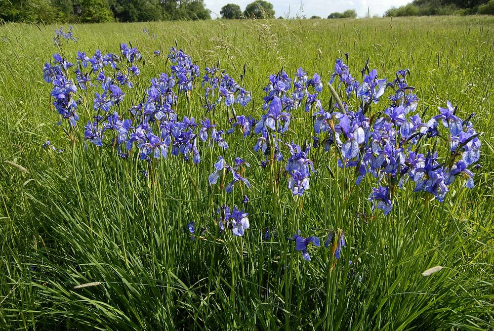 Selten geworden - die Sibirische Schwertlilie Iris sibirica