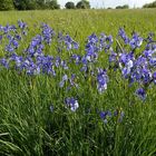 Selten geworden - die Sibirische Schwertlilie Iris sibirica