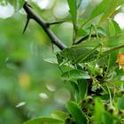 selten gewordener Gast im Garten