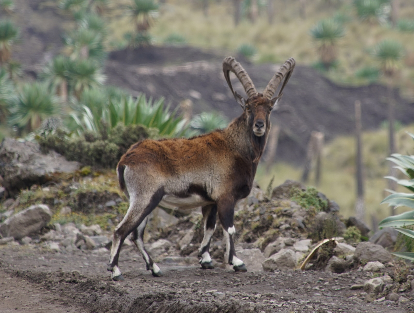 Selten gewordener Walida Steinbock