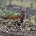 Selten gewordener Walida Steinbock