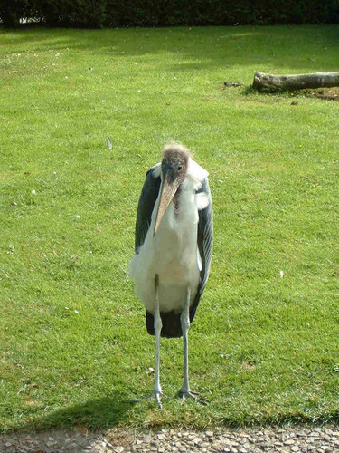 Selten komische Vögel