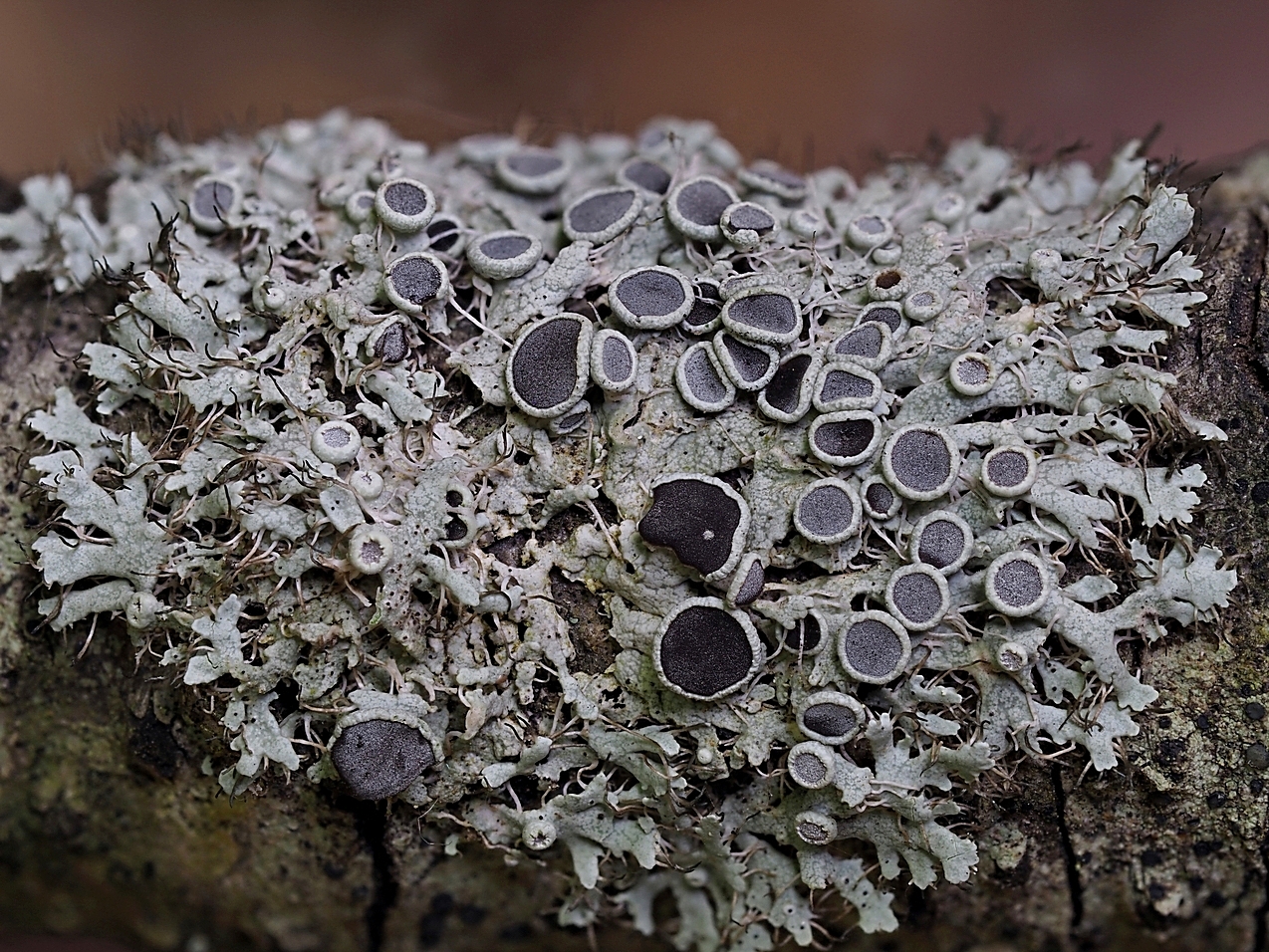 Selten oder übersehen? Die Schmallappige Schwielenflechte (Physcia leptalea)