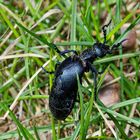 SELTEN, SCHILLERND, SCHÜTZENSWERT - DIE WELT DER MELOIDAE