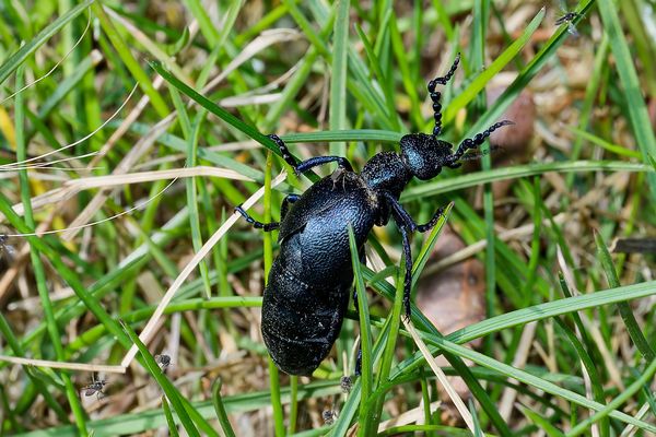 SELTEN, SCHILLERND, SCHÜTZENSWERT - DIE WELT DER MELOIDAE