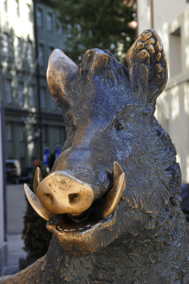 Selten sieht man ein Wildschwein in der Münchner Innenstadt ...