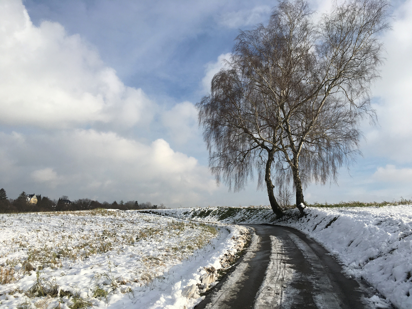 selten sieht man sie im Schnee