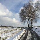 selten sieht man sie im Schnee