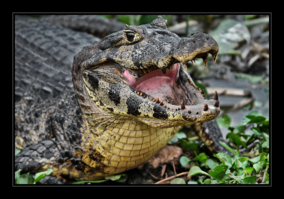 Selten so gelacht Foto &amp; Bild south america, brazil, pantanal Bilder