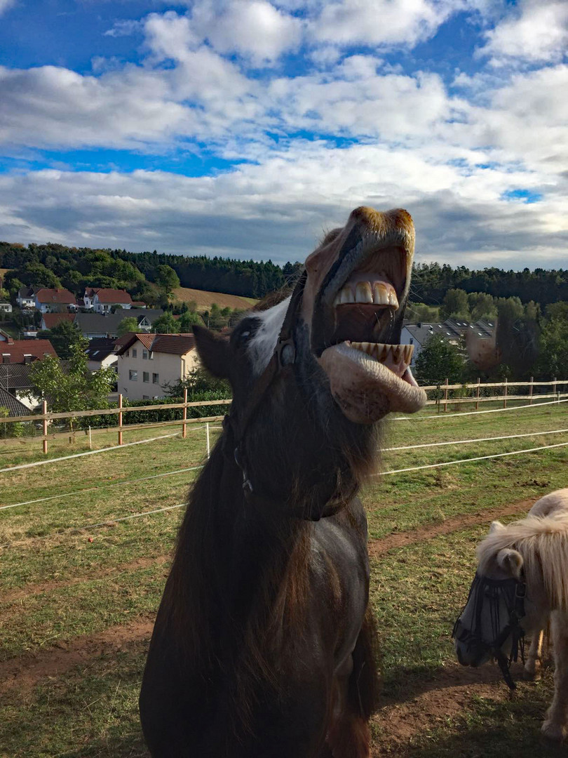 Selten So Gelacht Bilder Selten So Gelacht Bilder