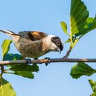 Selten und bekannt für ihre Beutelnester