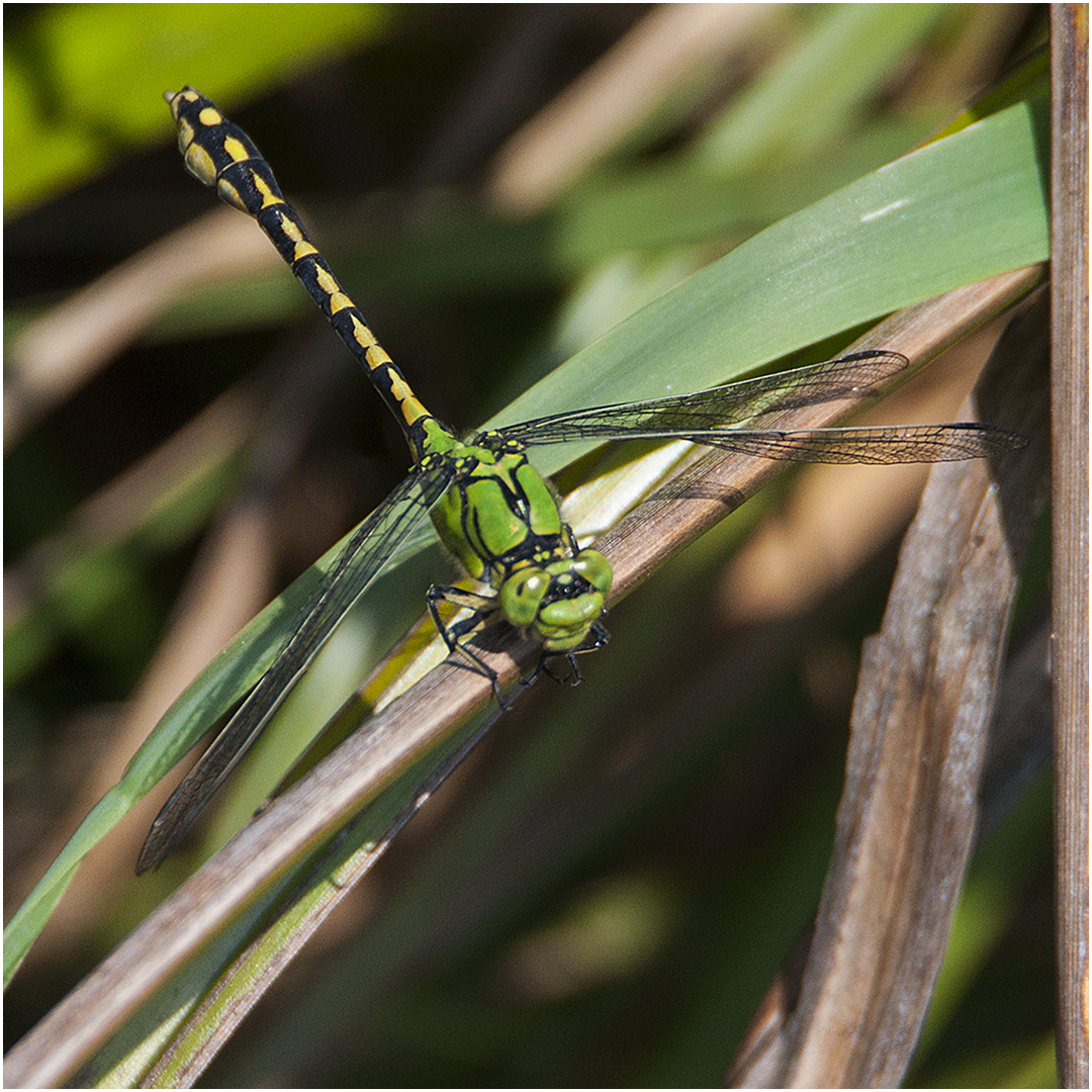 Selten und gefährdet ist die Grüne Flussjunger - Ophiogomphus cecilia